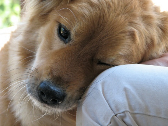 Man's Best Friend
