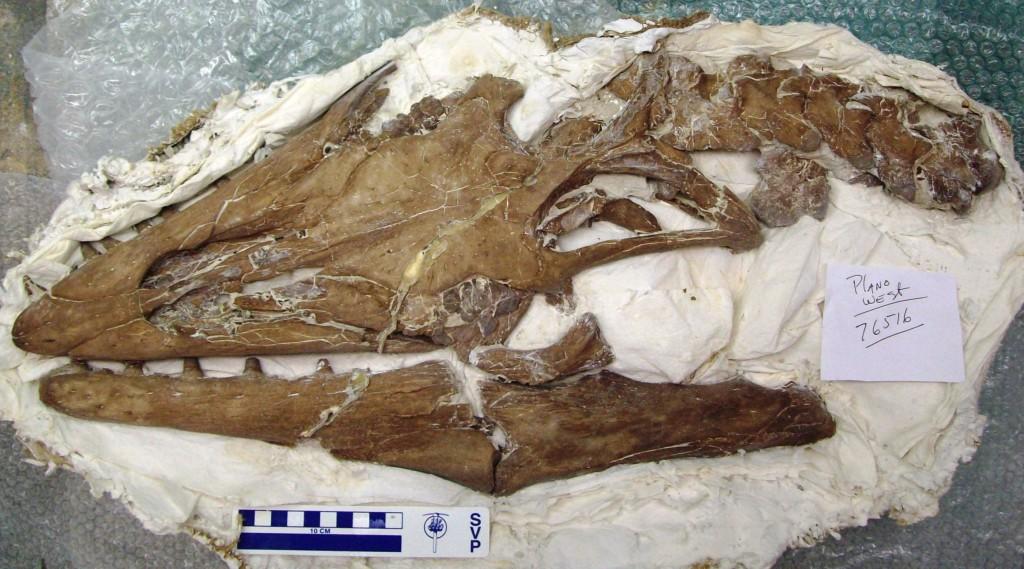 Plano West Mosasaur Fossil Head