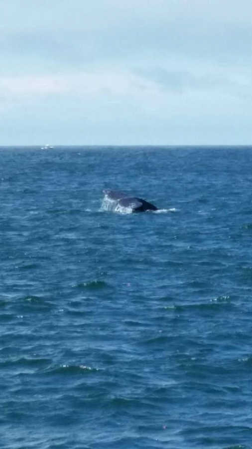 Whales Belong in the Ocean, Not SeaWorld