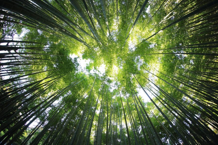 Environmental Club Celebrates Earth Day, Challenges Students To Be More Sustainable