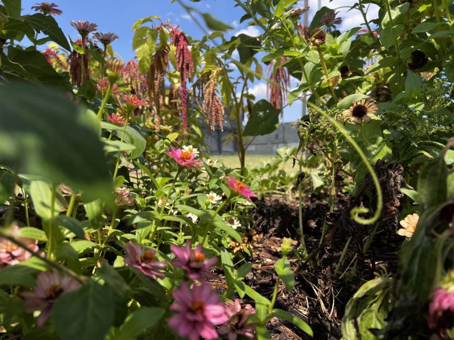 Environmental Club Expands Community Garden